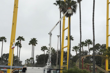 Palm Tree Trimming