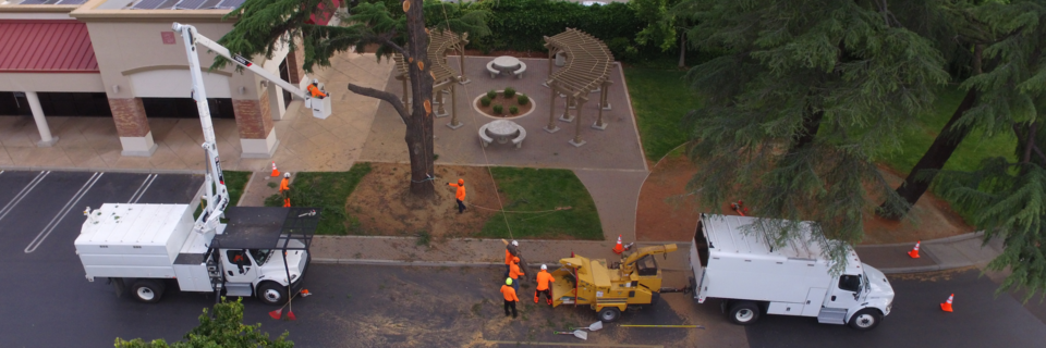 tree removal tree west