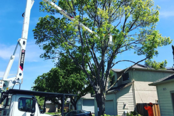 Tree Trimming